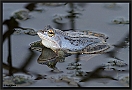 Heikikker, Moorfrog, Rana arvalis Location: Twente, the Netherlands heikikker MG 5697 kopie